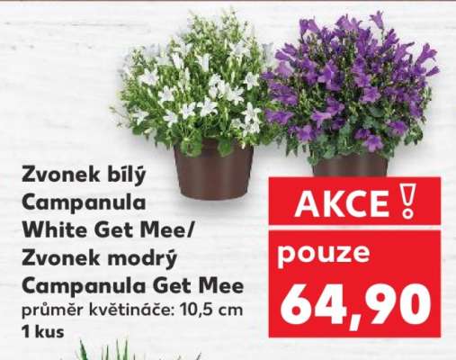 Zvonek bílý Campanula White Get Mee / Zvonek modrý Campanula Get Mee