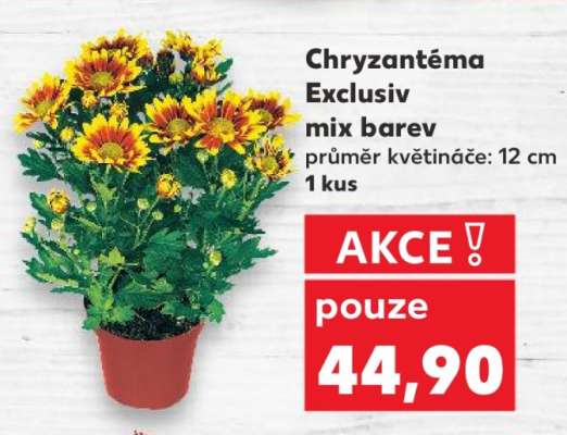 Chryzantéma Exclusiv mix barev