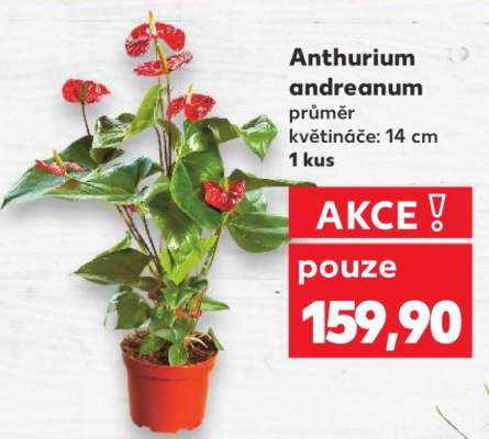 Anthurium andreanum