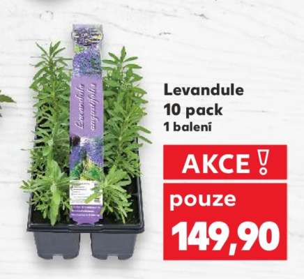 Levandule 10 Pack