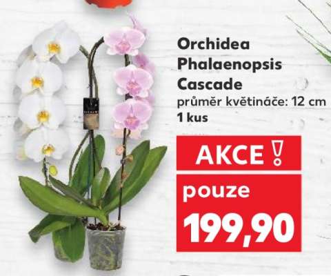 Orchidea Phalaenopsis „Cascade“