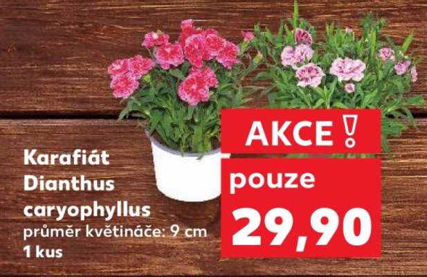 Karafiát Dianthus caryophyllus