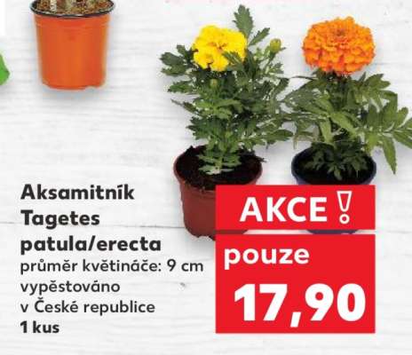 Aksamitník Tagetes patula/erecta