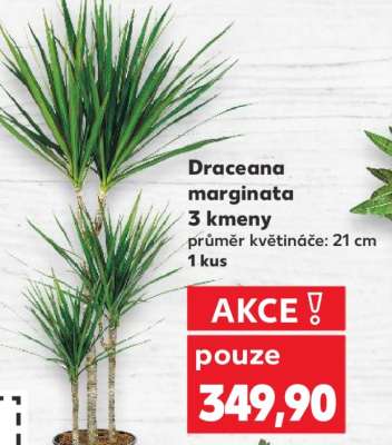 Draceana marginata 3 kmeny