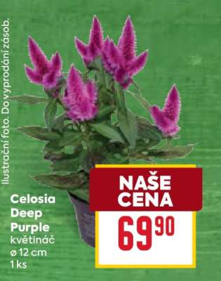 Celosia Deep Purple