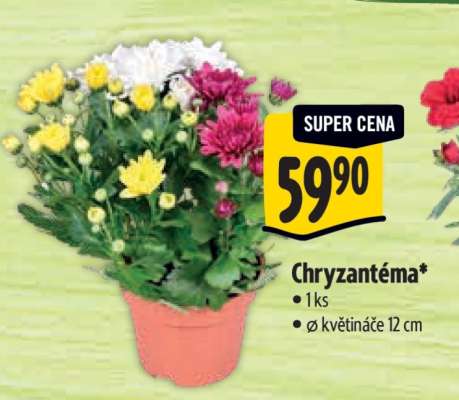 CHRYZANTÉMA*