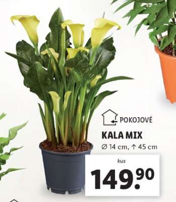Kala mix*