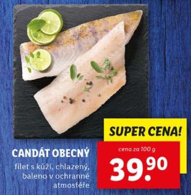 Candát obecný
