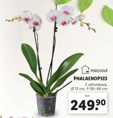 Phalaenopsis