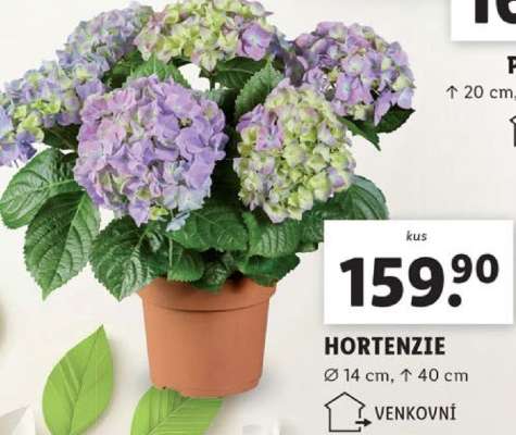 HORTENZIE*