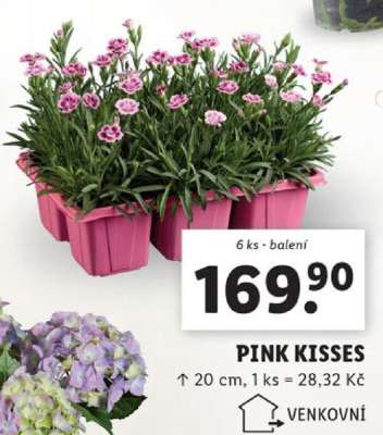 PINK KISSES