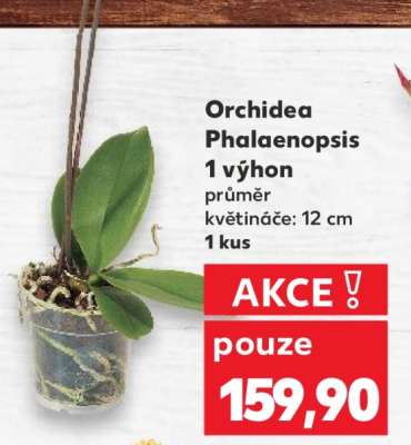 ORCHIDEA PHALAENOPSIS*