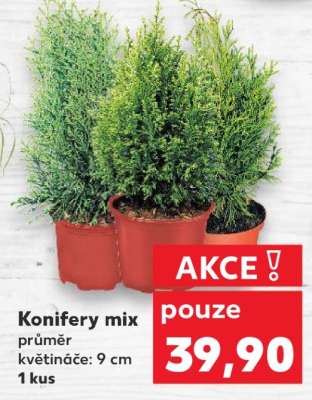 Konifery mix