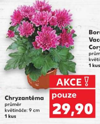 CHRYZANTÉMA*