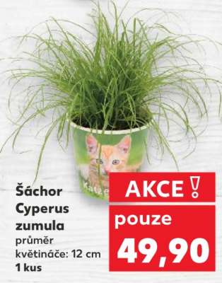 Šáchor - Cyperus zumula