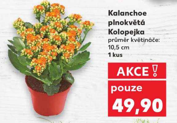 Kalanchoe plnokvětá „Kolopejka“