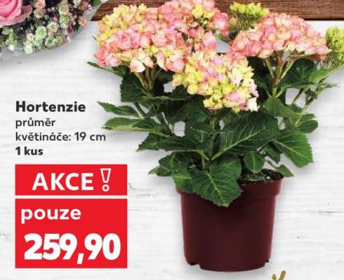 HORTENZIE*