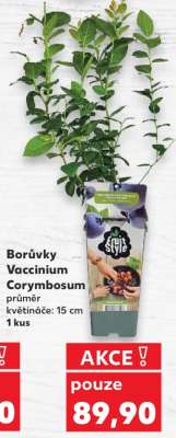 Borůvky Vaccinium Corymbosum