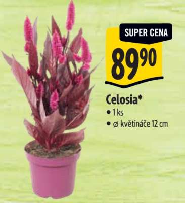 Celosia