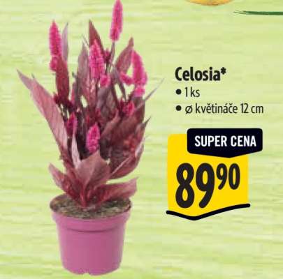 Celosia