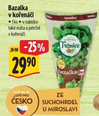 Bazalka v kořenáči