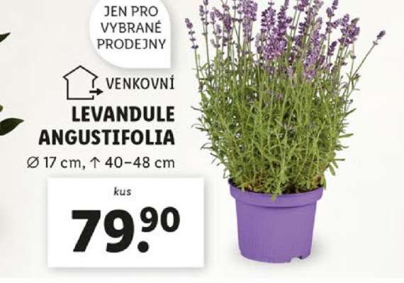 LEVANDULE ANGUSTIFOLIA