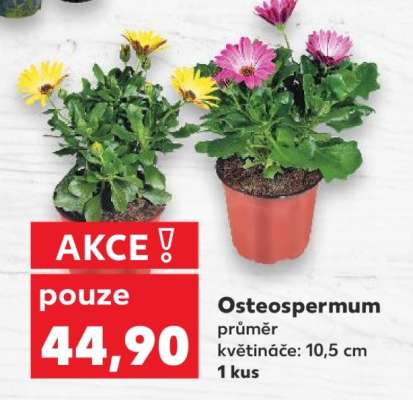 OSTEOSPERMUM