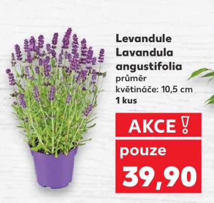 Levandule Lavandula angustifolia