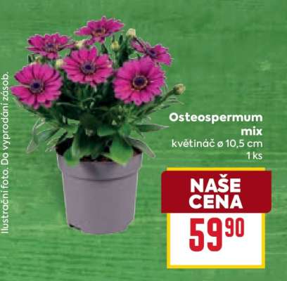 Osteospermum mix