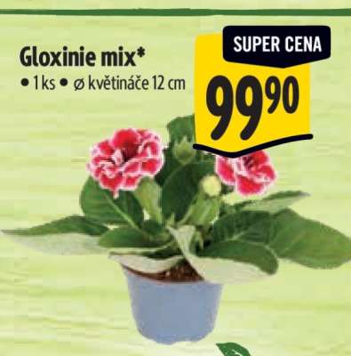 Gloxinie mix