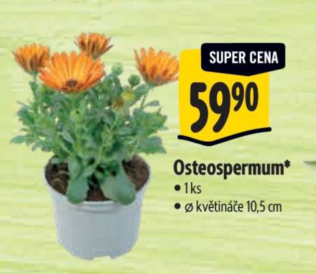 OSTEOSPERMUM