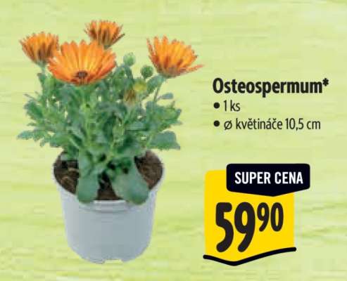OSTEOSPERMUM
