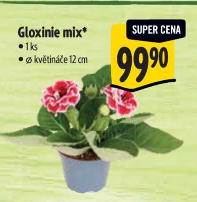 Gloxinie mix