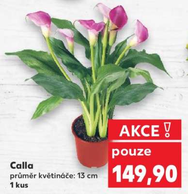 Calla