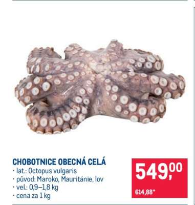 Chobotnice obecná celá