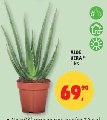 Aloe Vera