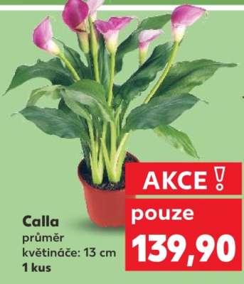 Calla