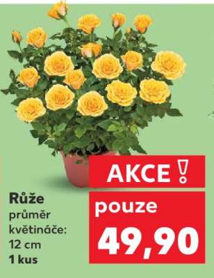 Růže