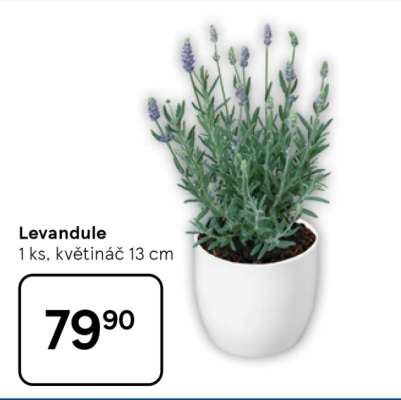 LEVANDULE