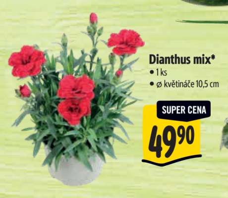 Dianthus mix