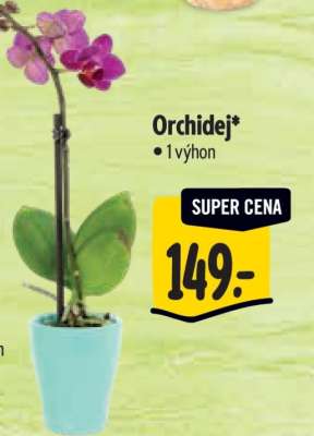 Orchidej