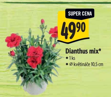 Dianthus mix