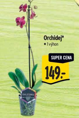 Orchidej