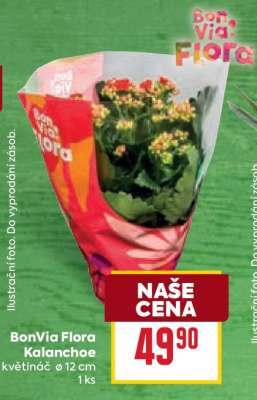 BonVia Flora Kalanchoe