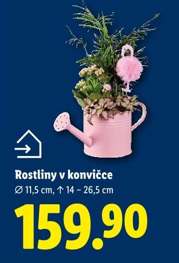 ROSTLINY V KONVIČCE