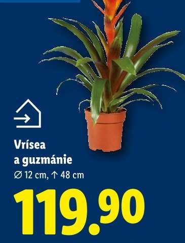 VRÍSEA A GUZMÁNIE