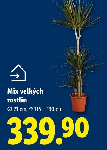 MIX VELKÝCH rostlin
