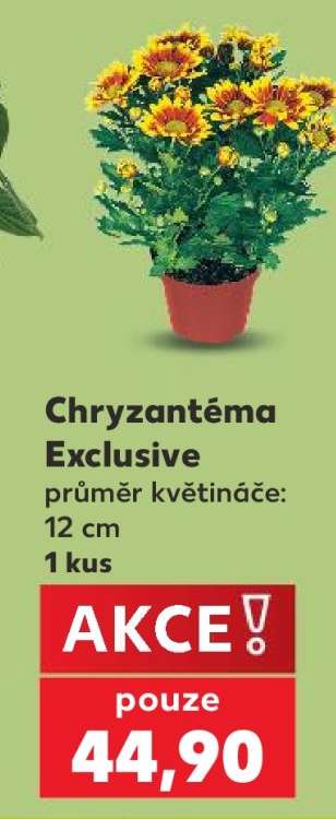 Chryzantéma „Exclusive“