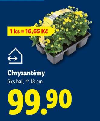 CHRYZANTÉMY*
