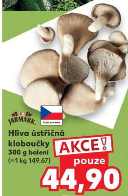 Hlíva ústřičná kloboučky
